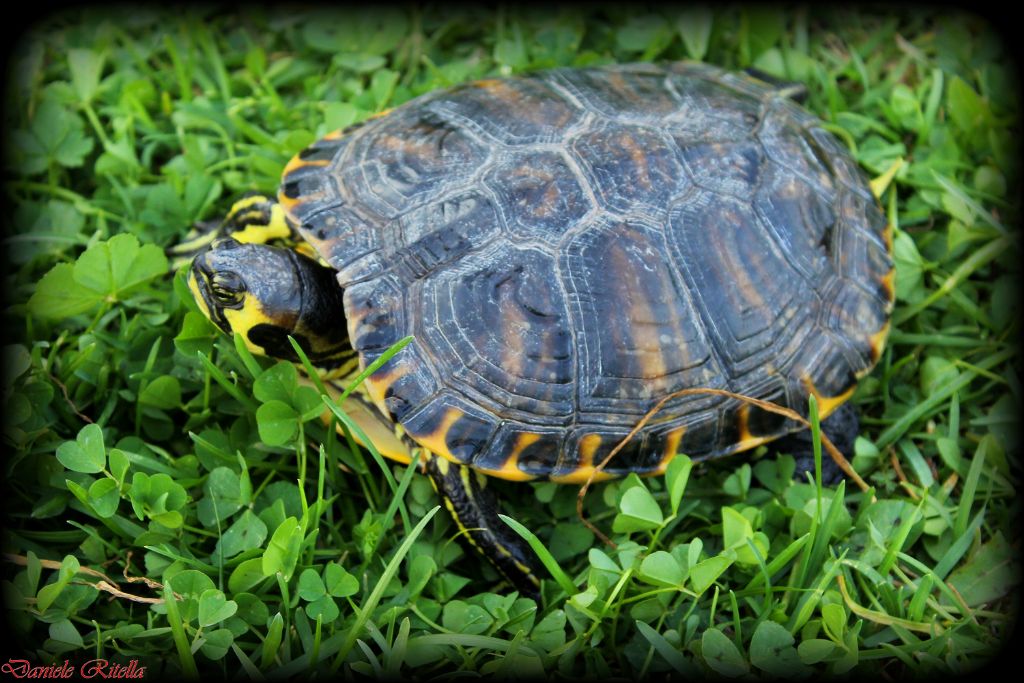 Trachemys scripta...di quale sottospecie!?